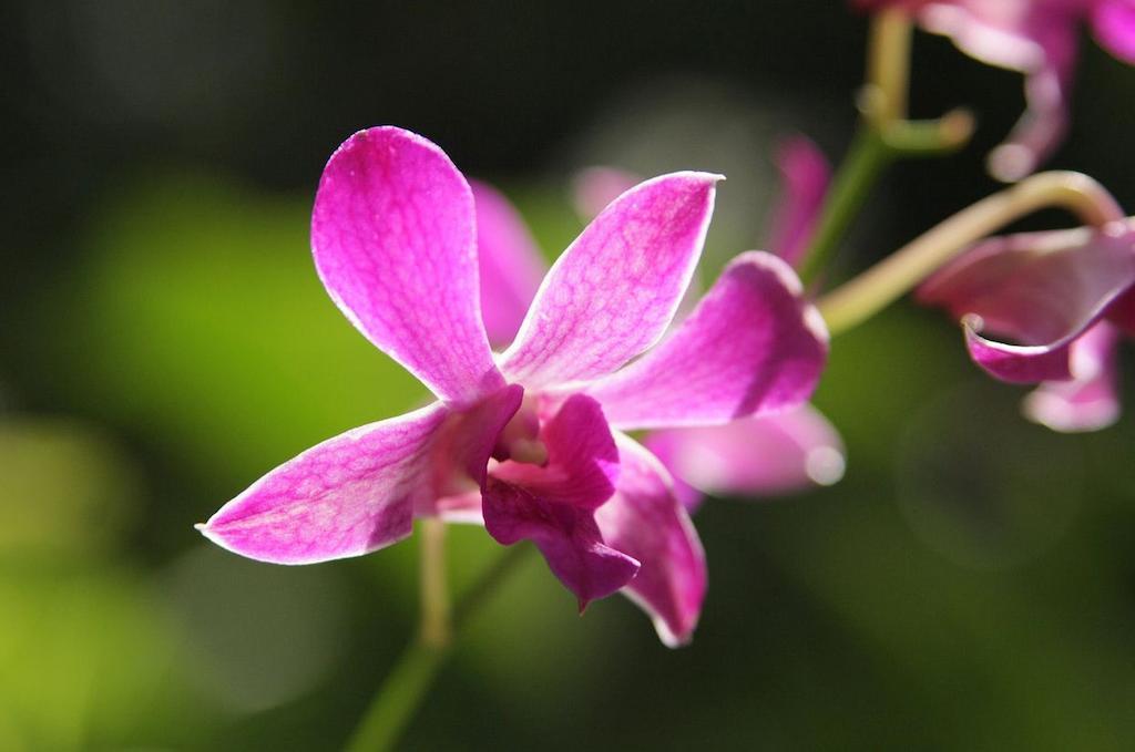 The Fiji Orchid Hotel Lautoka Kültér fotó